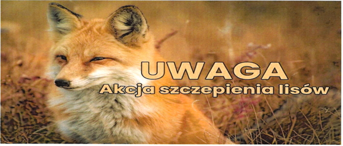 Uwaga! Ochronne szczepienia lisów